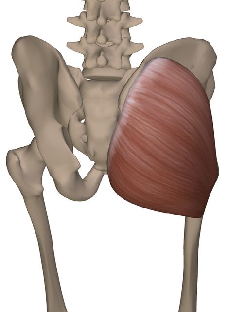 M. gluteus maximus — Abbildung aus dem Arbeitsbuch