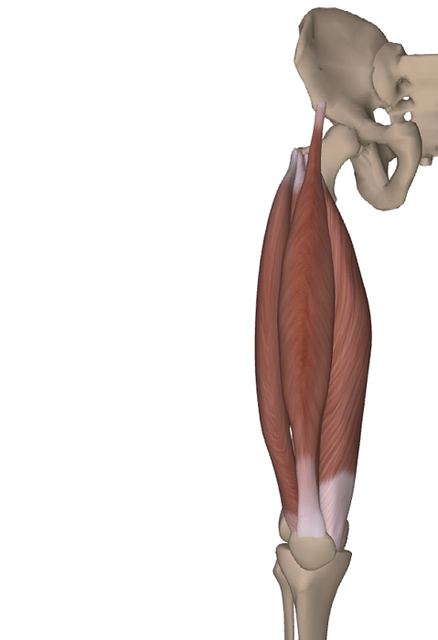M. quadriceps femoris — Abbildung aus dem Arbeitsbuch
