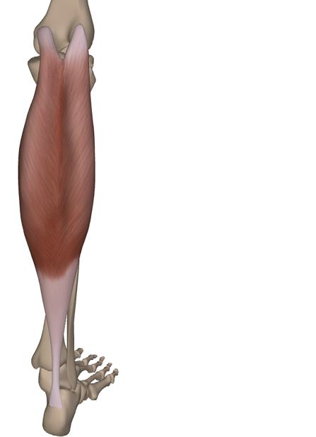M. gastrocnemius — Abbildung aus dem Arbeitsbuch