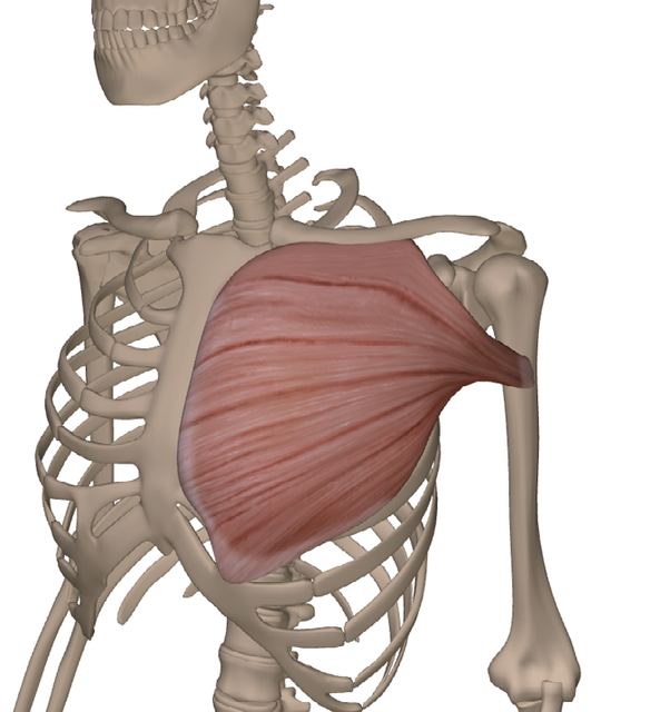 M. pectoralis major — Abbildung aus dem Arbeitsbuch