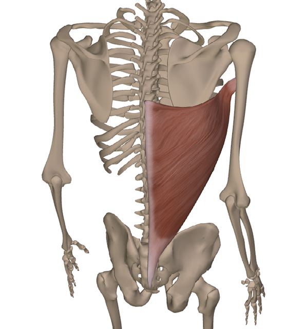 M. latissimus dorsi — Abbildung aus dem Arbeitsbuch