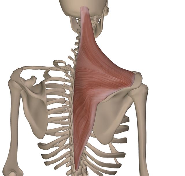 M. trapezius — Abbildung aus dem Arbeitsbuch