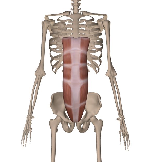 M. rectus abdominis — Abbildung aus dem Arbeitsbuch