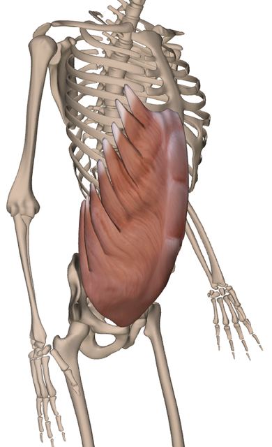 Mm. obliqui abdominis — Abbildung aus dem Arbeitsbuch