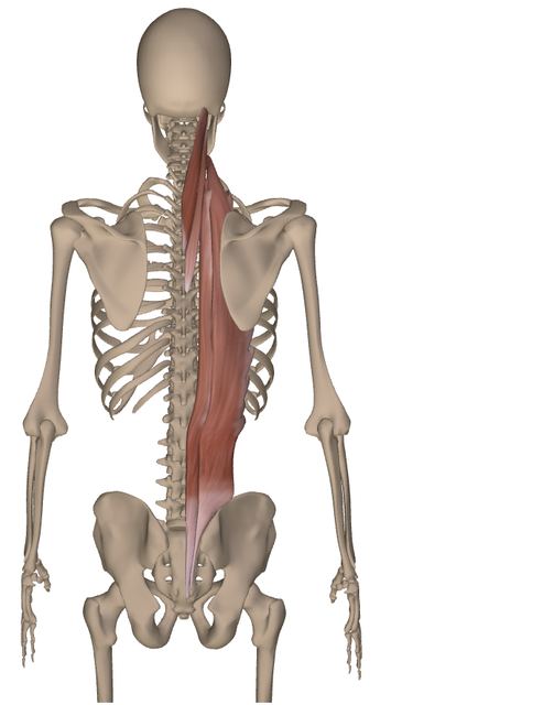 M. erector spinae — Abbildung aus dem Arbeitsbuch