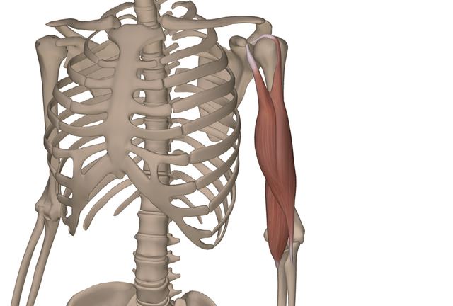 M. biceps brachii &amp; M. brachialis — Abbildung aus dem Arbeitsbuch