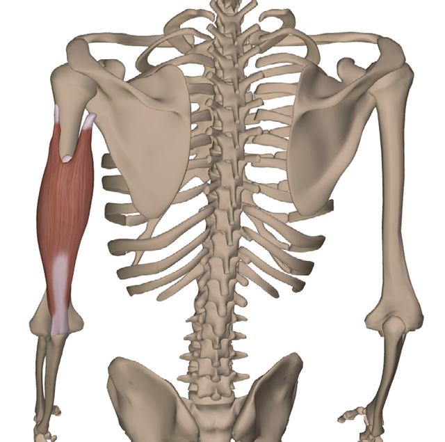 M. triceps brachii — Abbildung aus dem Arbeitsbuch